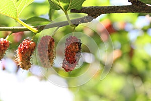 Close-upÃ¢â¬â¹ mulberryÃ¢â¬â¹ fruitÃ¢â¬â¹sÃ¢â¬â¹ onÃ¢â¬â¹ theÃ¢â¬â¹ treeÃ¢â¬â¹ inÃ¢â¬â¹ theÃ¢â¬â¹ organicÃ¢â¬â¹ farm. photo